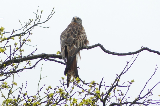 ../previews/027-Accipitridae, Milvus milvus, Rotmilan_2023_04_19--15-09-32.jpeg.medium.jpeg