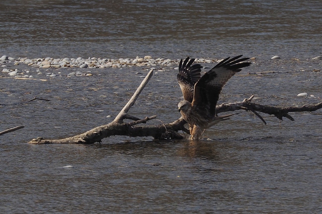 ../previews/028-Accipitridae, Milvus milvus, Rotmilan an der Thur_2019_04_01--11-41-07.jpeg.medium.jpeg