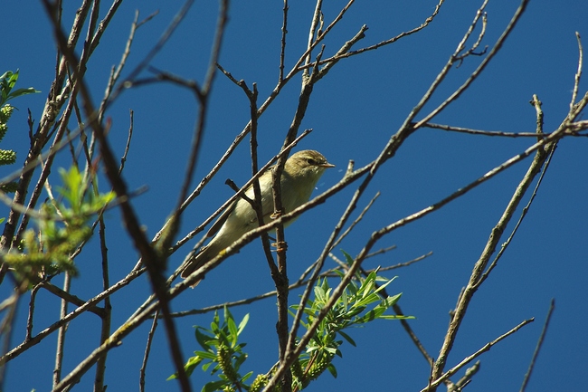 ../previews/031-Acrocephalidae, Acrocephalus schoenobaenus Schilfrohrsaenger_2013_05_18--10-54-57.jpeg.medium.jpeg
