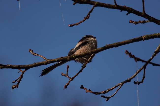 ../previews/035-Aegithalidae, Aegithalos caudatus, Schwanzmeise_2015_12_27--11-49-58.jpeg.medium.jpeg