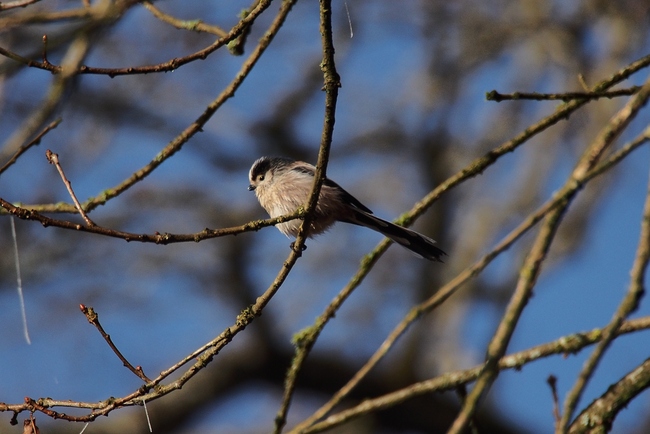 ../previews/036-Aegithalidae, Aegithalos caudatus, Schwanzmeise_2015_12_27--11-50-17.jpeg.medium.jpeg