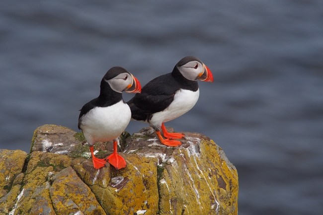 ../previews/039-Alcidae, Fratercula arctica, Papageitaucher_2019_06_13--13-22-15.jpeg.medium.jpeg