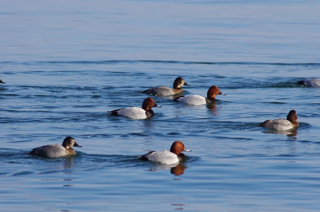 ../previews/061-Anatidae, Aythya ferina, Tafelenten_2012_01_14--11-06-45.jpeg.medium.jpeg