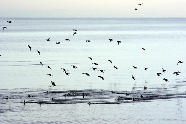 ../previews/064-Anatidae, Aythya fuligula, Reiherenten im Flug_2009_02_09--09-18-14.jpeg.medium.jpeg