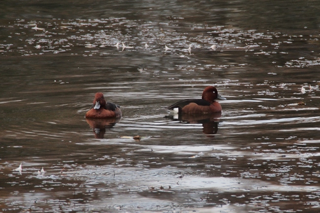 ../previews/066-Anatidae, Aythya niroca, Moorente_2015_11_06--08-56-31.jpeg.medium.jpeg