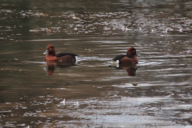 ../previews/067-Anatidae, Aythya niroca, Moorente_2015_11_06--08-56-44.jpeg.medium.jpeg