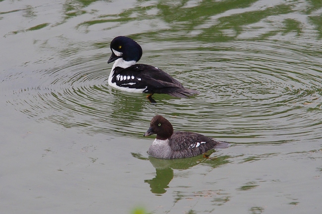 ../previews/072-Anatidae, Bucephala islandica, Spatelente_2019_06_14--16-08-25.jpeg.medium.jpeg