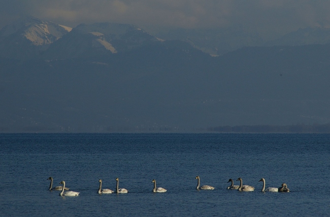 ../previews/073-Anatidae, Cygnus cygnus, Singschwaene_2007_11_27--15-09-13.jpeg.medium.jpeg