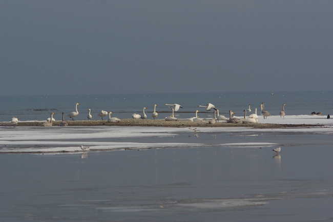 ../previews/074-Anatidae, Cygnus cygnus, Singschwaene_2010_03_13--14-42-51.jpeg.medium.jpeg