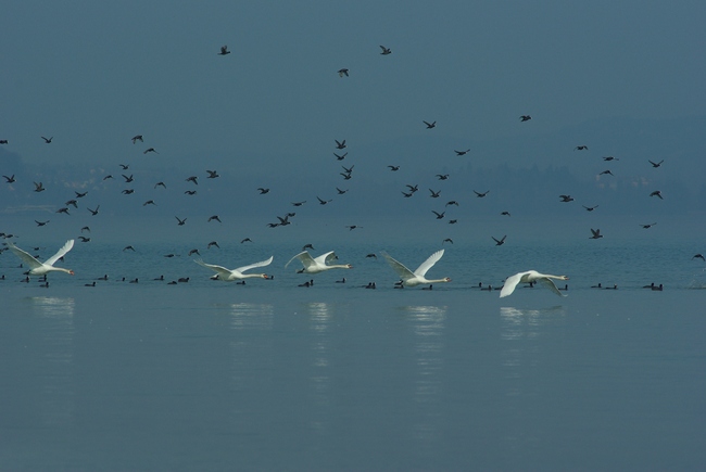 ../previews/077-Anatidae, Cygnus olor, Hoeckerschwaene im Flug_2012_03_18--11-00-03.jpeg.medium.jpeg