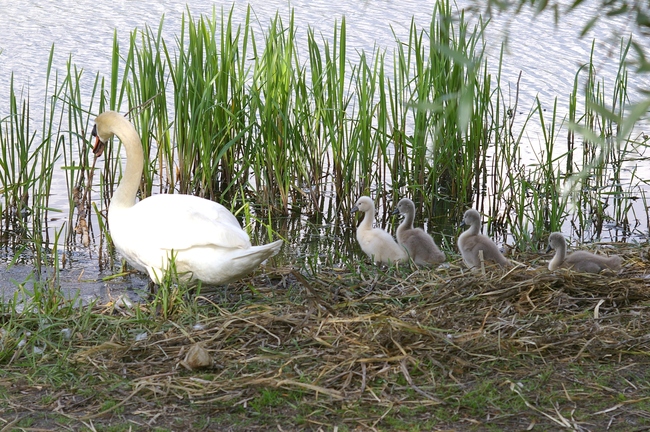 ../previews/080-Anatidae, Cygnus olor, Hoeckerschwaene mit Jungtieren_2005_06_17--17-25-19.jpeg.medium.jpeg