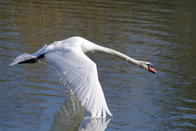 ../previews/085-Anatidae, Cygnus olor, Hoeckerschwan im Flug_2014_02_28--11-10-53.jpeg.medium.jpeg