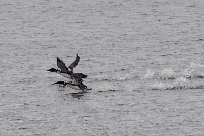 ../previews/088-Anatidae, Gavia immer, Seetaucher_2019_06_21--09-49-13.jpeg.medium.jpeg