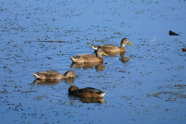 ../previews/093-Anatidae, Mareca strepera, Schnatterenten_2017_08_07--07-53-20.jpeg.medium.jpeg