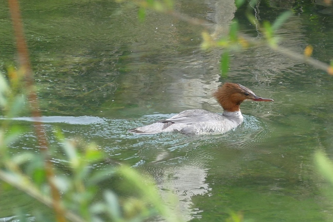 ../previews/094-Anatidae, Mergus merganser, Gaensesaeger_2020_05_22--11-07-27.jpeg.medium.jpeg