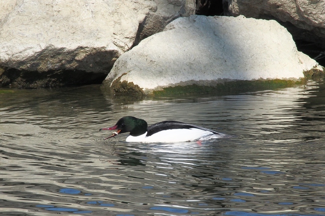 ../previews/097-Anatidae, Mergus merganser, Gaensesaeger, Maennchen_2015_03_28--12-41-59.jpeg.medium.jpeg
