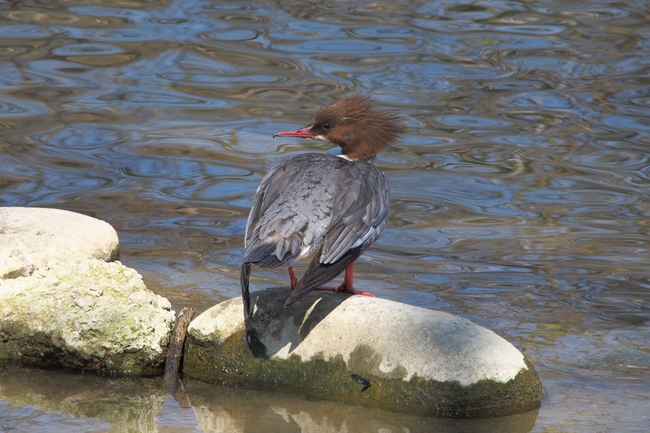 ../previews/098-Anatidae, Mergus merganser, Gaensesaeger, Weibchen_2015_03_28--12-37-49.jpeg.medium.jpeg