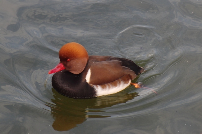 ../previews/099-Anatidae, Netta rufina, Kolbenente_2011_11_20--12-09-57.jpeg.medium.jpeg