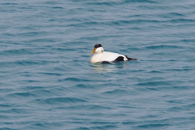 ../previews/103-Anatidae, Samateria molissima, Eiderente, Maennchen_2019_06_11--16-35-02.jpeg.medium.jpeg