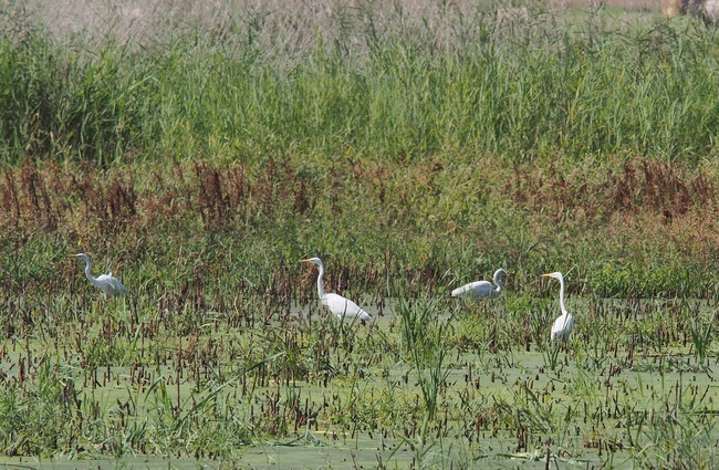 ../previews/107-Ardeidae, Ardea alba, Silberreiher_2018_08_09--10-34-11.jpeg.medium.jpeg