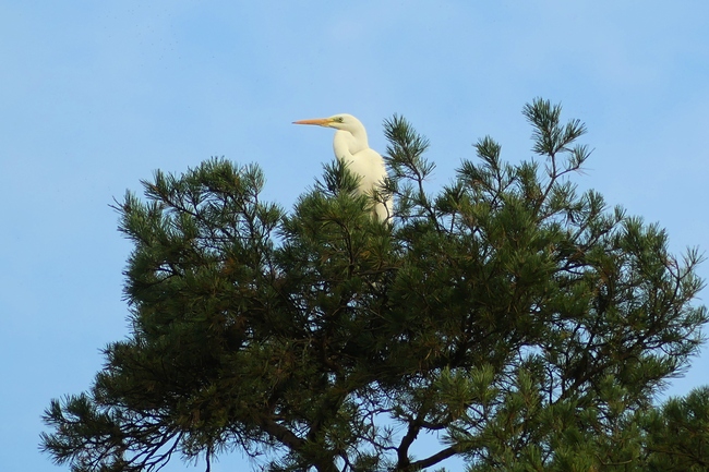 ../previews/108-Ardeidae, Ardea alba, Silberreiher_2020_11_12--14-57-18.jpeg.medium.jpeg