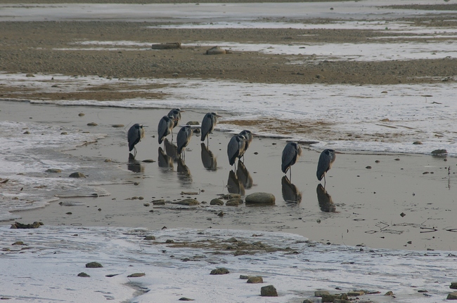 ../previews/113-Ardeidae, Ardea cinerea, Frierende Graureiher am Bodensee_2006_01_29--11-06-47.jpeg.medium.jpeg
