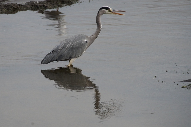 ../previews/115-Ardeidae, Ardea cinerea, Graureiher_2015_10_02--12-20-10.jpeg.medium.jpeg