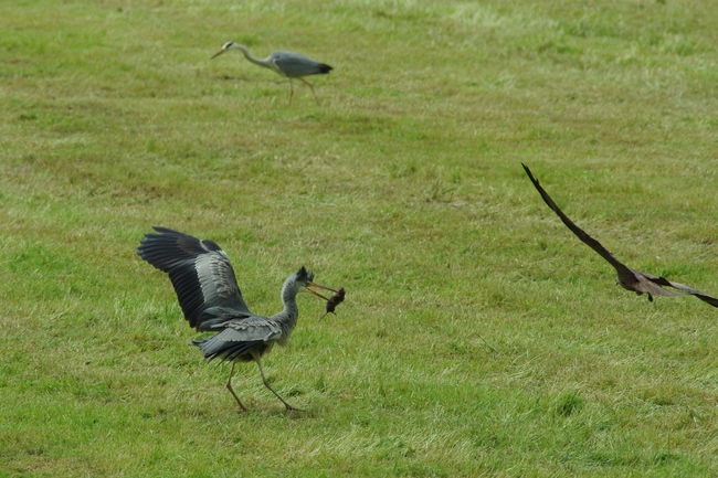 ../previews/125-Ardeidae, Ardea cinerea, Graureiher faengt Maus_2013_05_19--15-22-22.jpeg.medium.jpeg