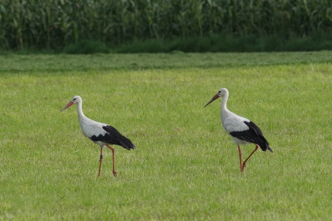 ../previews/141-Ciconiidae, Ciconia ciconia, Weissstorch, Paar_2014_08_25--09-54-33.jpeg.medium.jpeg