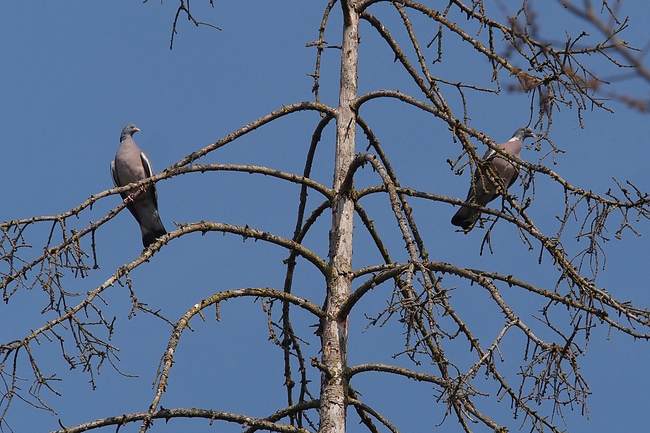 ../previews/147-Columbidae, Columba palumbus, Ringeltauben_2019_04_02--11-53-08.jpeg.medium.jpeg