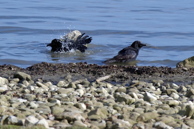 ../previews/155-Corvidae, Corvus corone, Rabenkraehen beim Baden am Bodensee_2016_01_30--13-21-13.jpeg.medium.jpeg