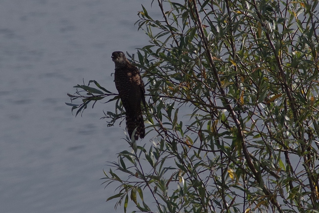 ../previews/160-Cuculidaer, Cuculus canorus, Kuckuck_2014_08_18--09-17-07.jpeg.medium.jpeg