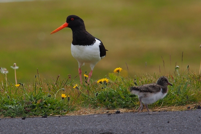 ../previews/178-Haematopodidae, Haematopus ostralegus, Austernfischer mit Kueken auf der Strasse in Olafsvik_2019_06_20--17-39-59.jpeg.medium.jpeg