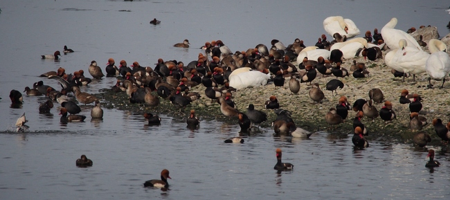 ../previews/183-Hoeckerschwaene und Kolbenenten am Bodensee_2015_11_06--10-47-15.jpeg.medium.jpeg