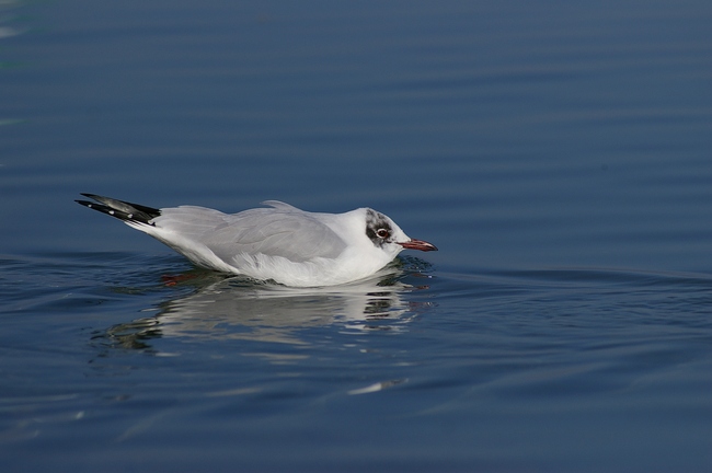 ../previews/190-Laridae, Chroicocephalus ridibundus, Lachmoewe_2008_02_17--13-42-50.jpeg.medium.jpeg