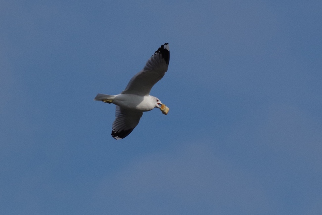 ../previews/191-Laridae, Chroicocephalus ridibundus, Lachmoewe im Flug mit Brotstueck_2016_02_26--15-40-37.jpeg.medium.jpeg
