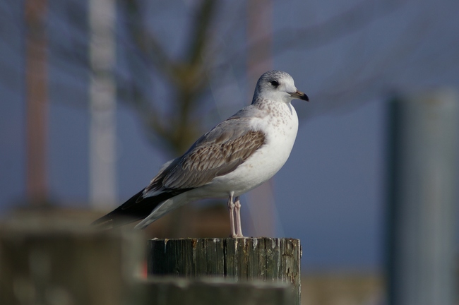 ../previews/193-Laridae, Larus argentatus, Silbermoewe_2006_02_11--12-39-32.jpeg.medium.jpeg