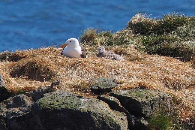 ../previews/194-Laridae, Larus fuscus, Heringsmoewe mit Kueken_2019_06_18--17-38-13.jpeg.medium.jpeg