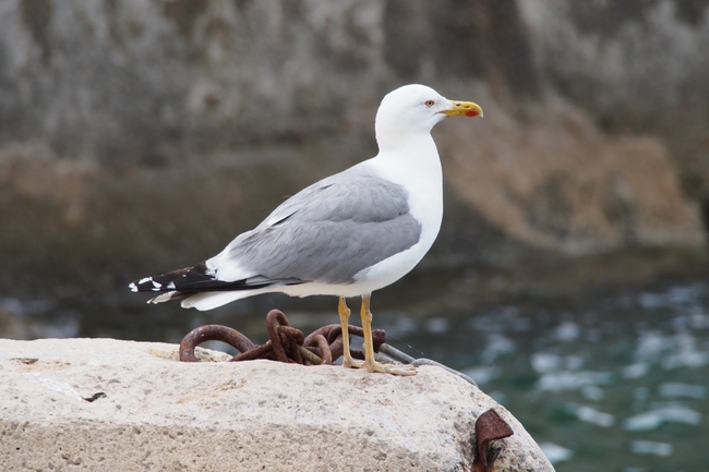 ../previews/197-Laridae, Larus michahellis, Mittelmeermoewe_2016_06_09--10-16-04.jpeg.medium.jpeg