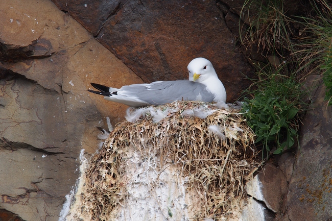 ../previews/201-Laridae, Rissa tridactyla, Dreizehenmoewe nistet_2019_06_13--13-10-18.jpeg.medium.jpeg