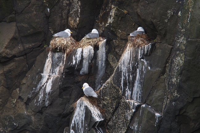 ../previews/203-Laridae, Rissa tridactyla, Dreizehenmoewen nisten_2019_06_13--12-16-47.jpeg.medium.jpeg