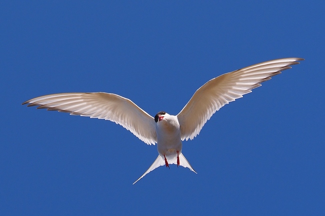 ../previews/206-Laridae, Sterna paradisaea, Kuestenseeschwalbe im Flug_2019_06_19--18-46-00.jpeg.medium.jpeg