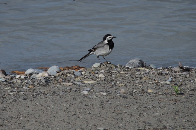 ../previews/216-Motacillidae, Motacilla alba, Bachstelze_2015_05_14--08-39-42.jpeg.medium.jpeg