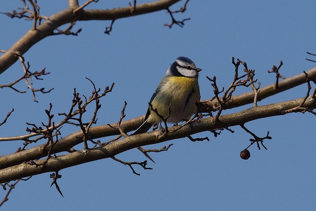 ../previews/217-Paridae, Cyanistes caeruleus, Blaumeise_2019_02_20--12-00-44.jpeg.medium.jpeg