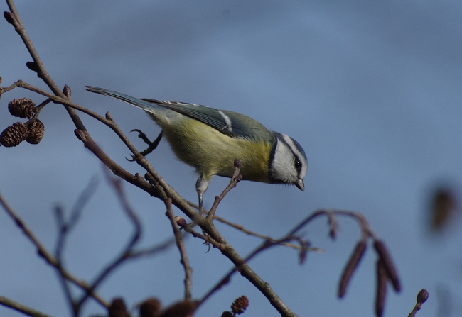 ../previews/219-Paridae, Parus caeruleus, Blaumeise_2012_11_08--15-00-36.jpeg.medium.jpeg