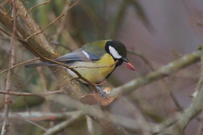 ../previews/220-Paridae, Parus major, Kohlmeise_2019_12_16--12-33-52.jpeg.medium.jpeg