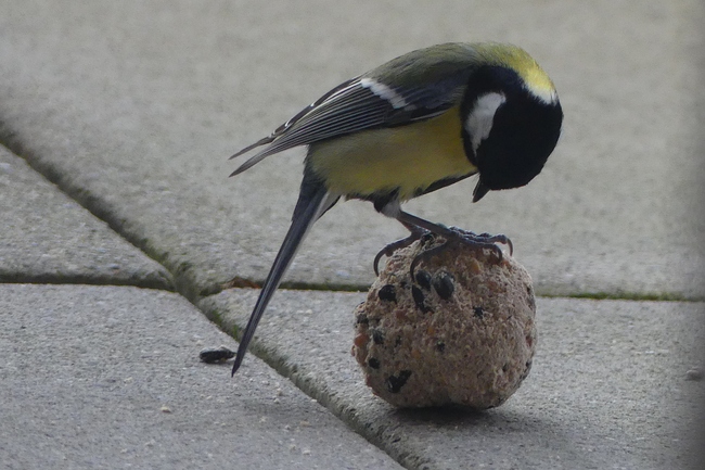../previews/222-Paridae, Parus major, Kohlmeise an Futterkugel_2022_12_28--16-13-24.jpeg.medium.jpeg