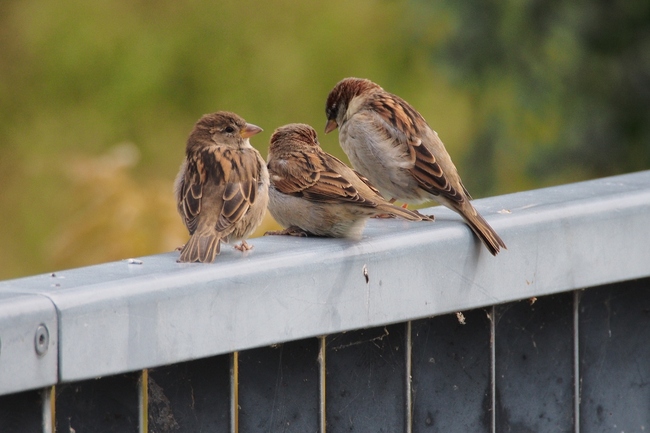 ../previews/231-Passeridae, Passer domesticus, Haussperlinge_2015_10_02--12-21-16.jpeg.medium.jpeg