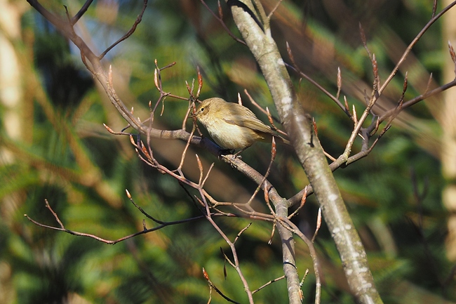 ../previews/239-Phylloscopidae, Phylloscopus trochilus, Fitis_2019_03_21--11-21-29.jpeg.medium.jpeg