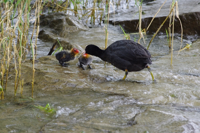 ../previews/258-Rallidae, Fulica atra, Blaesshuhn mit Jungen_2012_07_20--13-17-28.jpeg.medium.jpeg